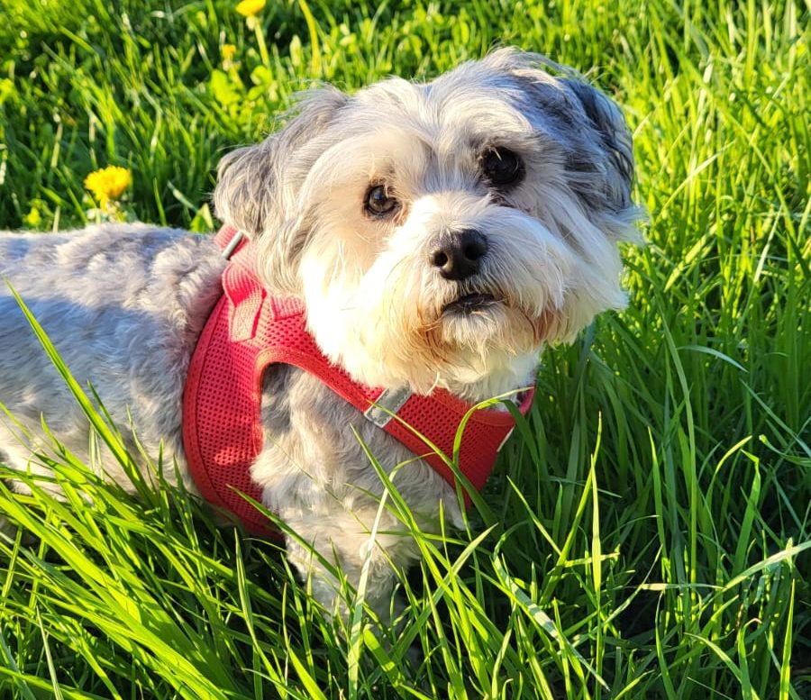 Lucky unser Hund Lucky unser Hund